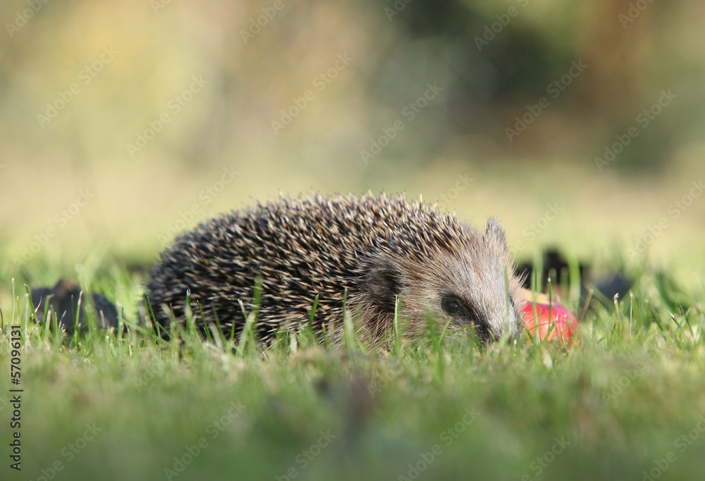 Little hedgehog looking at you Little hedgehog looking at you