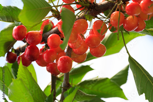 Wallpaper Mural サクランボ Torontodigital.ca