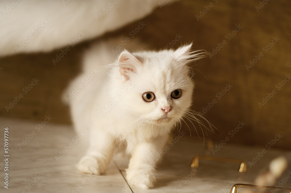 Obraz premium Adorable kitten propped up