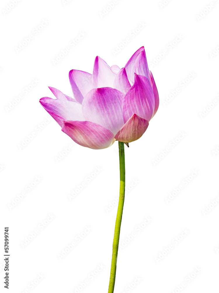 magenta lotus flower