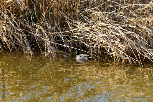 reedy lakeside with duck