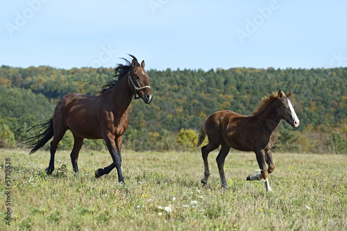 Fototapeta Naklejka Na Ścianę i Meble -  Horse