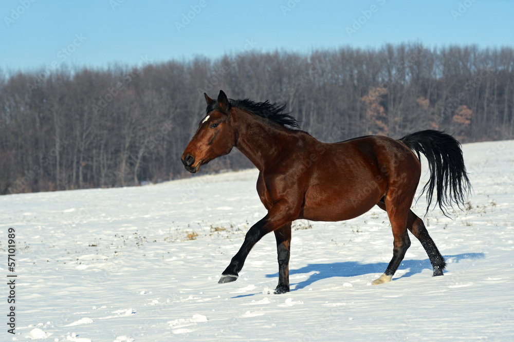 Horse Horse