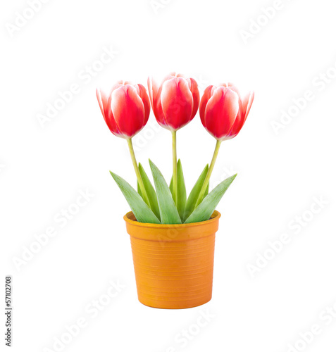 tulip on pot isolated on white background