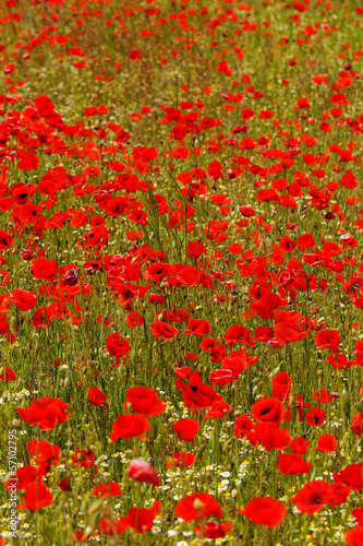 poppy field