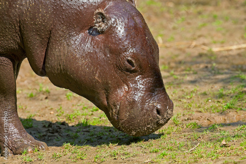 Close-up of the head of a pygmy hippopotamus in zoo.