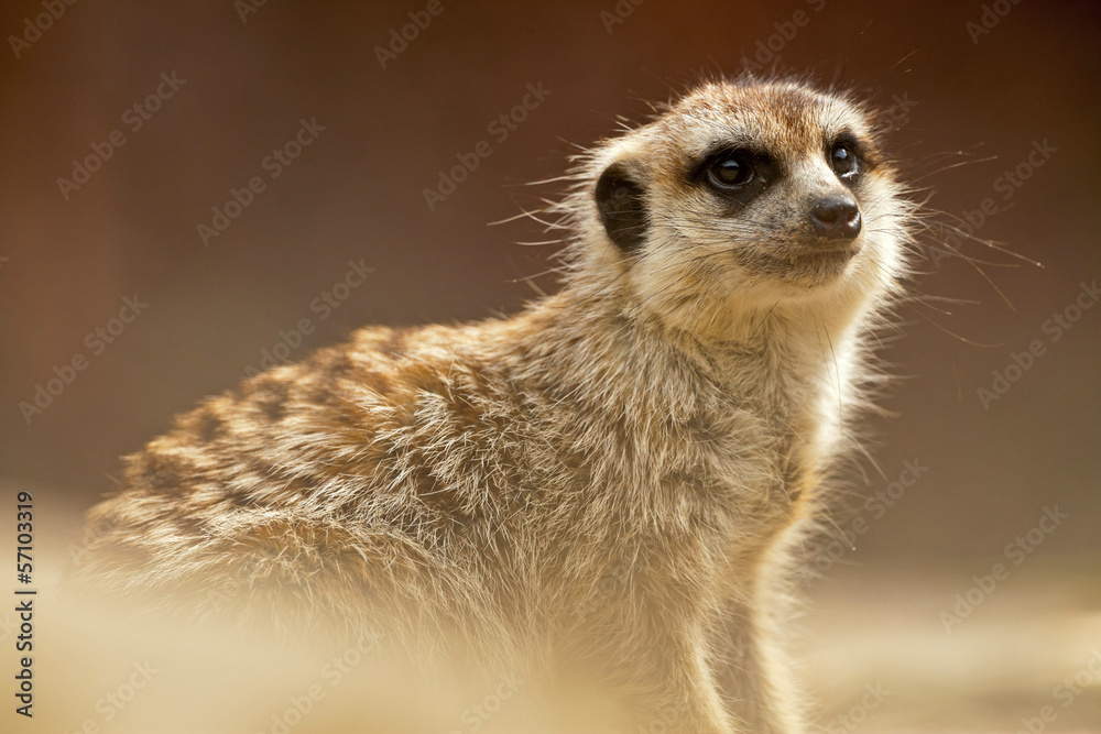 Meerkat in zoo. Close-up. Meerkat in zoo. Close-up.