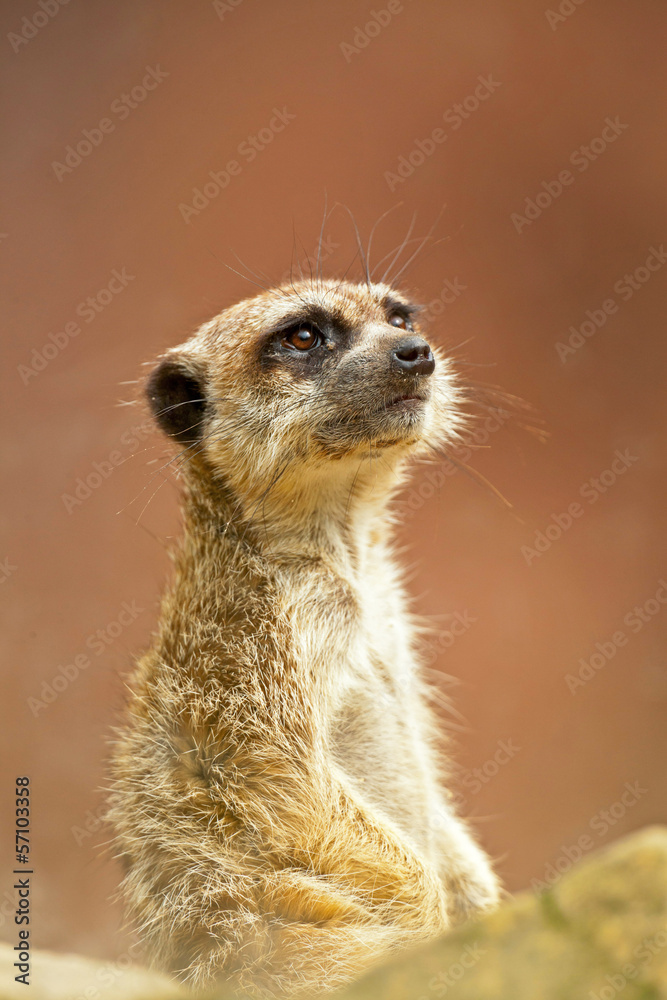 Fototapeta premium Meerkat in zoo. Close-up.
