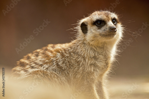 Meerkat in zoo. Close-up.