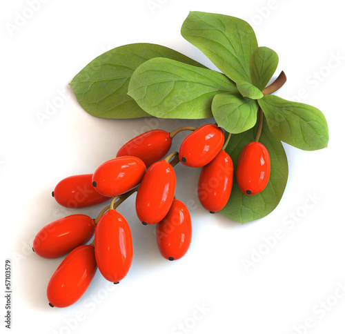 barberries on branch with green leaf isolated white background