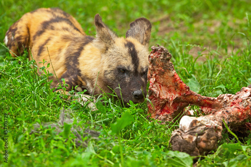 African wild dog eating piece of meat in zoo.