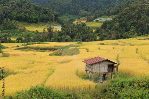 Golden rice field in countryside of Thailand