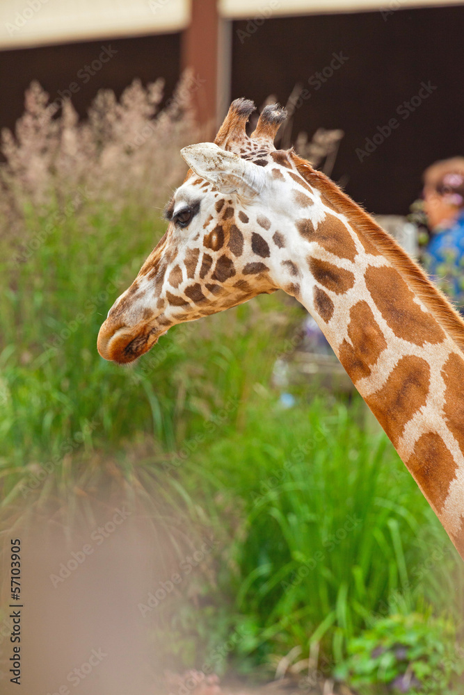 Fototapeta premium Rothschild giraffe in zoo. Head and long neck.