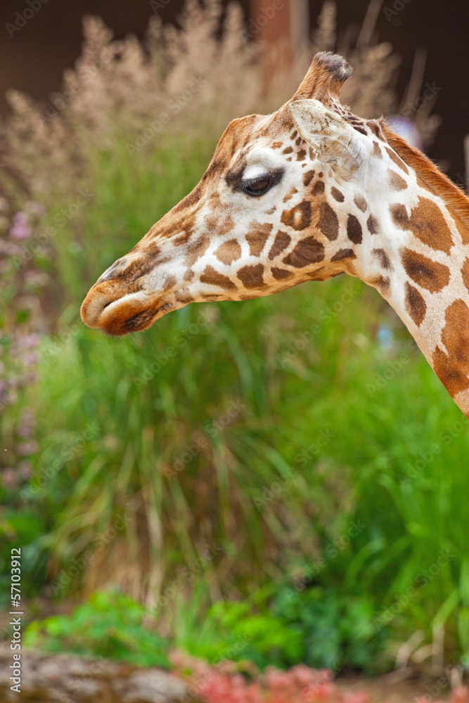 Rothschild giraffe in zoo. Head and long neck. Rothschild giraffe in zoo. Head and long neck.