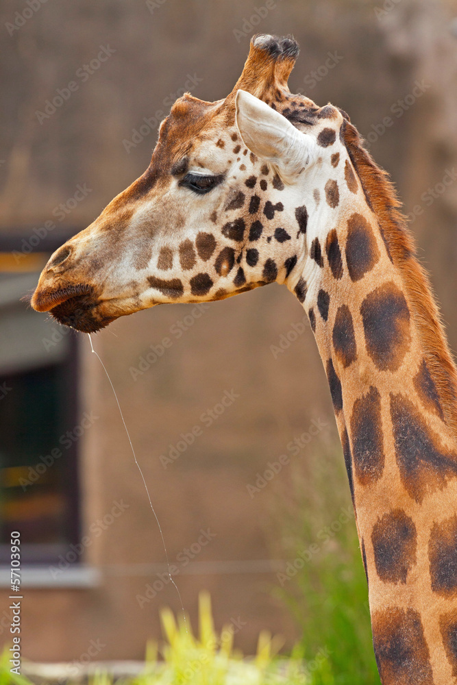 Rothschild giraffe in zoo. Head and long neck. Rothschild giraffe in zoo. Head and long neck.