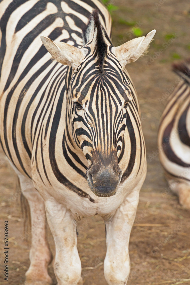 Naklejka premium Close-up of a zebra in the zoo.