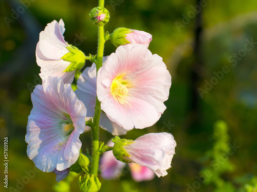 close up of beautiful malva flowers photo