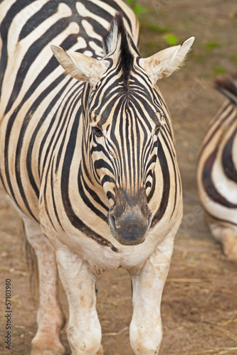 Close-up of a zebra in the zoo.