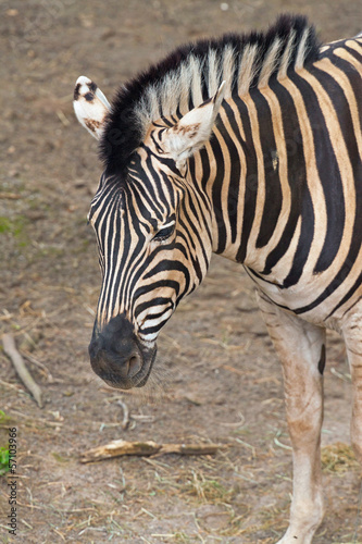 Close-up of a zebra in the zoo.