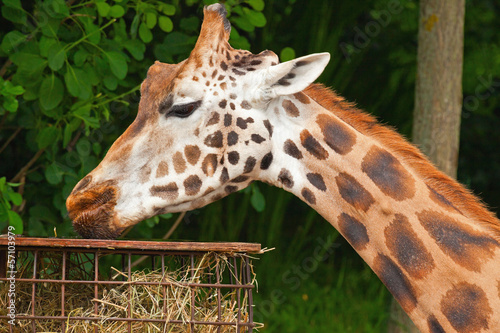 Rothschild giraffe in zoo. Eating. Head and long neck.