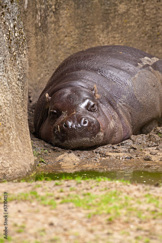 Two lazy pygmy Hippopotamus lying resting on grass in zoo.