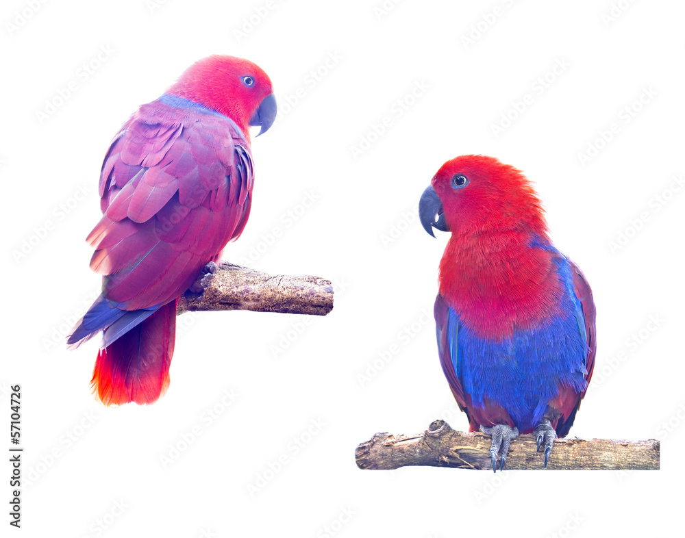 Obraz premium Two macaw parrot isolated on white background