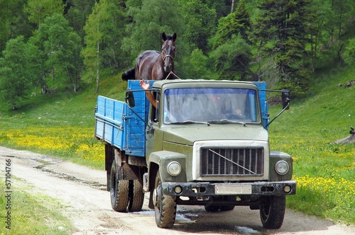 Slika na platnu Horse riding in the back of a truck
