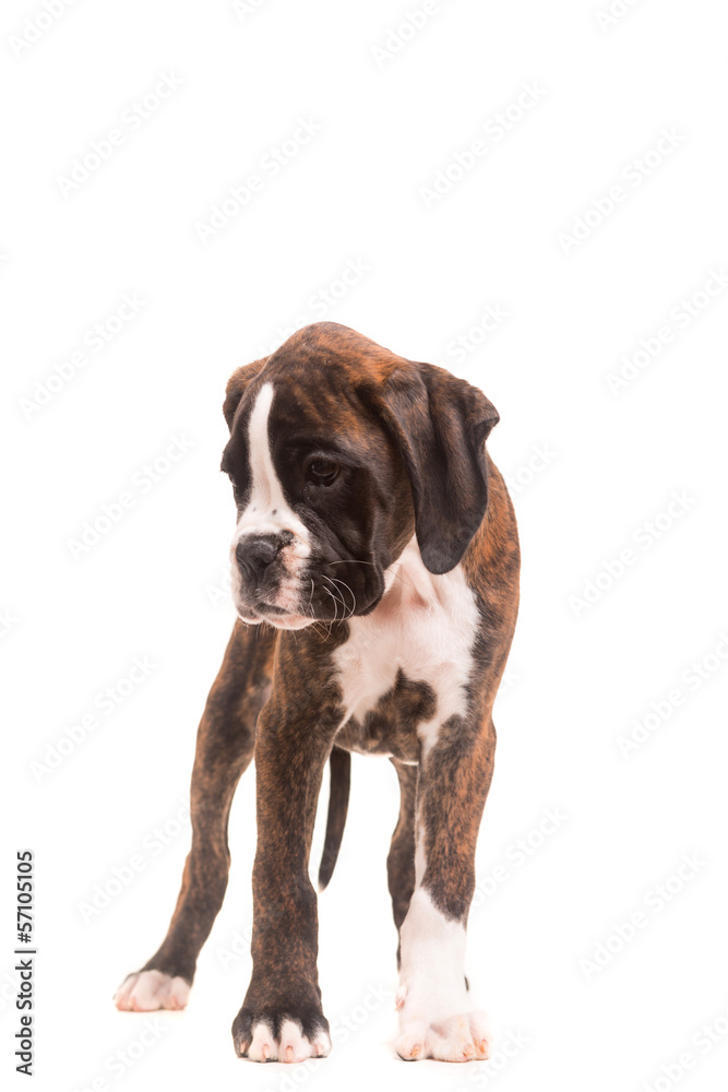 Boxer Boxer