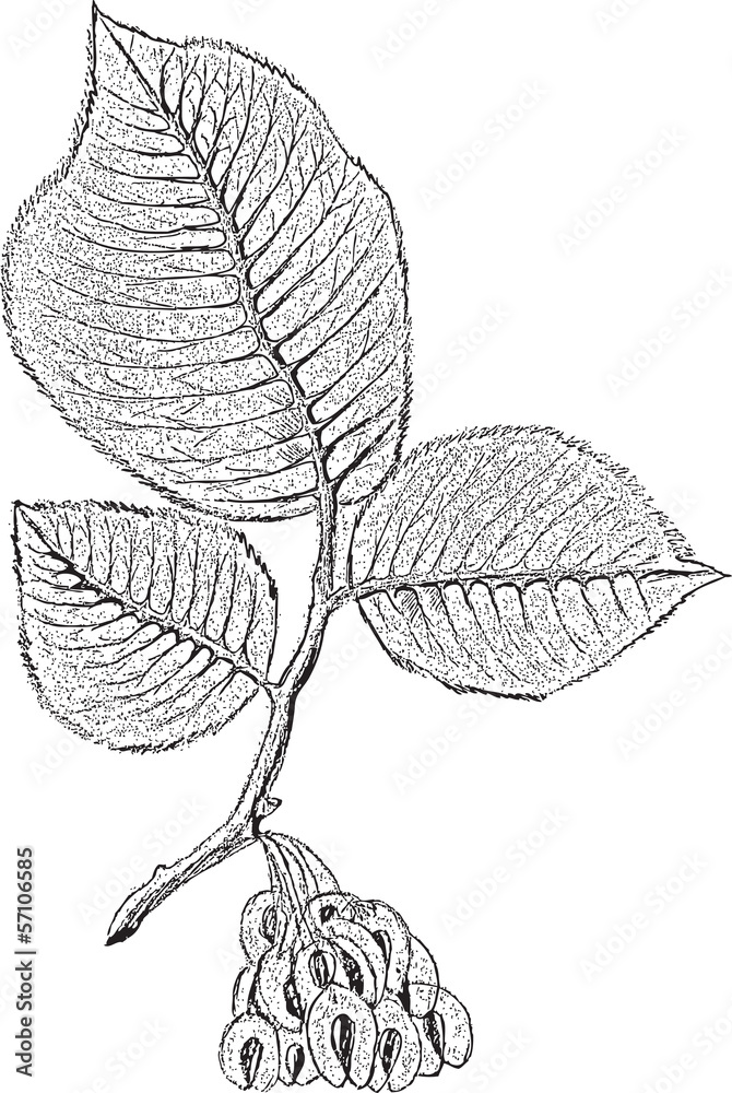 Fototapeta premium tree branch