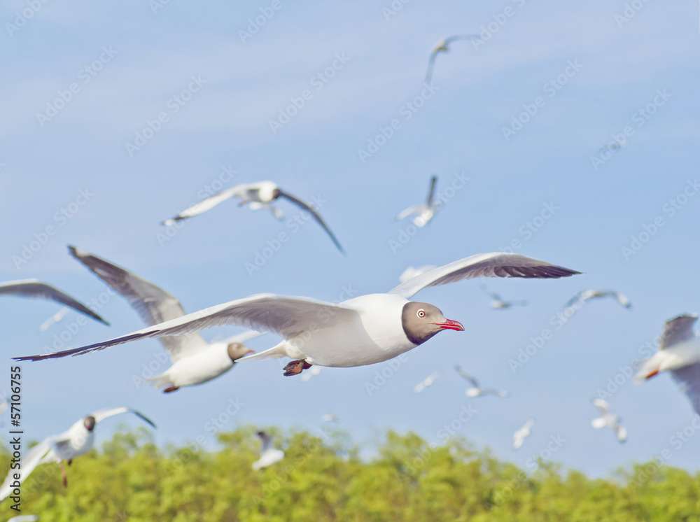 Obraz premium seagull on blue sky background