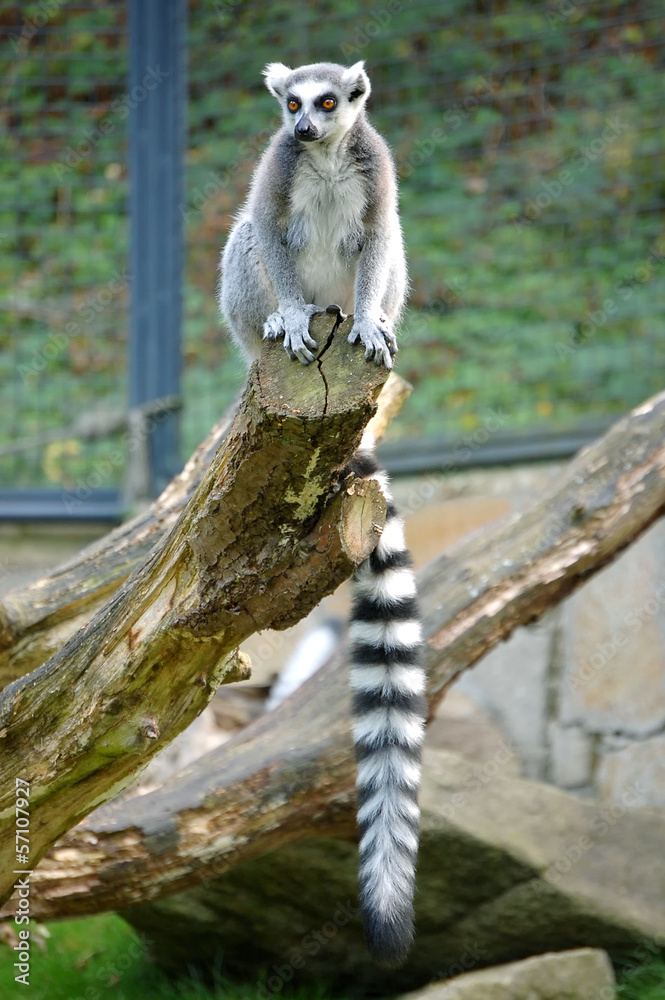 Obraz premium Lemur Catta Female