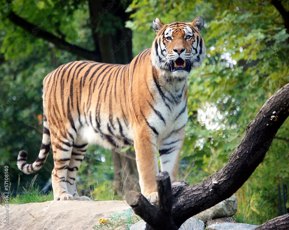 Tiger Full Size Portrait Tiger Full Size Portrait