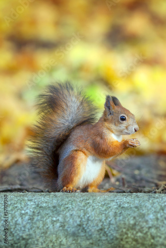 The red squirrel sits on a stone in autumnal park © anrymos
