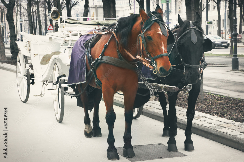 Horses and carriage