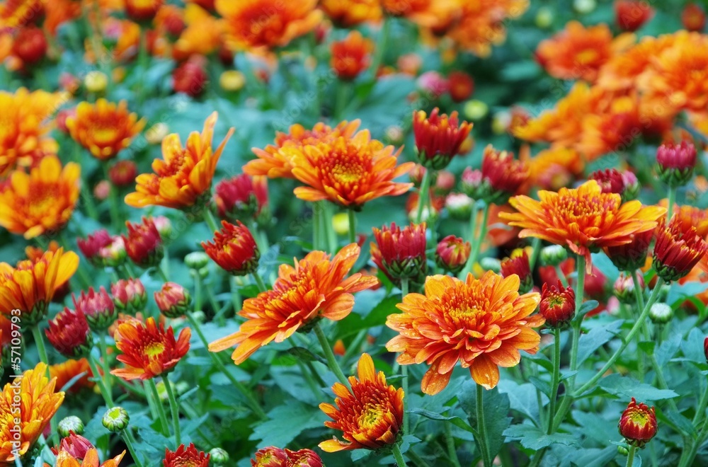 Chrysantheme - chrysanthemum 07 Chrysantheme - chrysanthemum 07