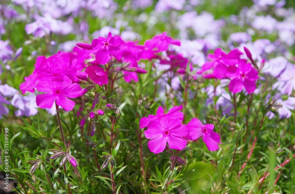 Polsterphlox - Moss Phlox 18 Polsterphlox - Moss Phlox 18