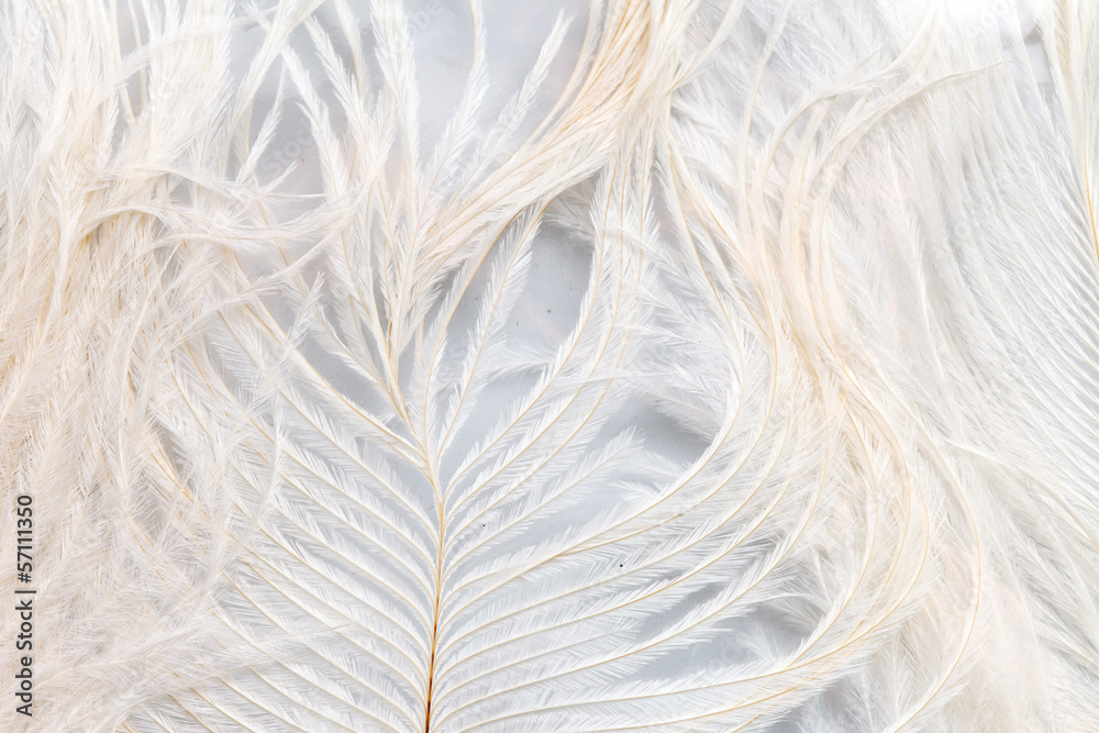 Obraz premium Color feathers