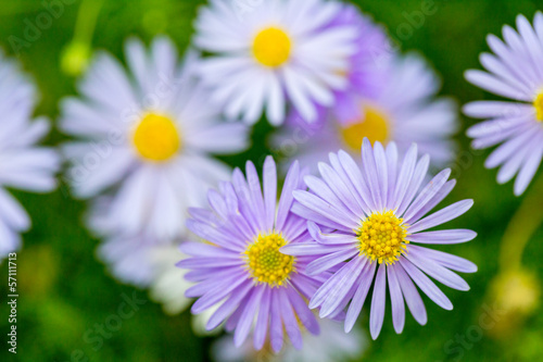 Purple Swan-river daisy  Brachycome iberidifolia 