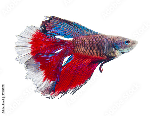 double tail siamese fighting fish