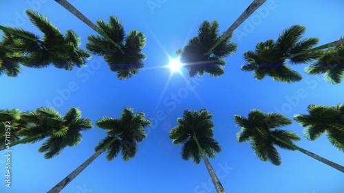 Palm trees seen from below