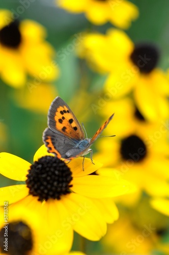 ルドベキアの花と蝶