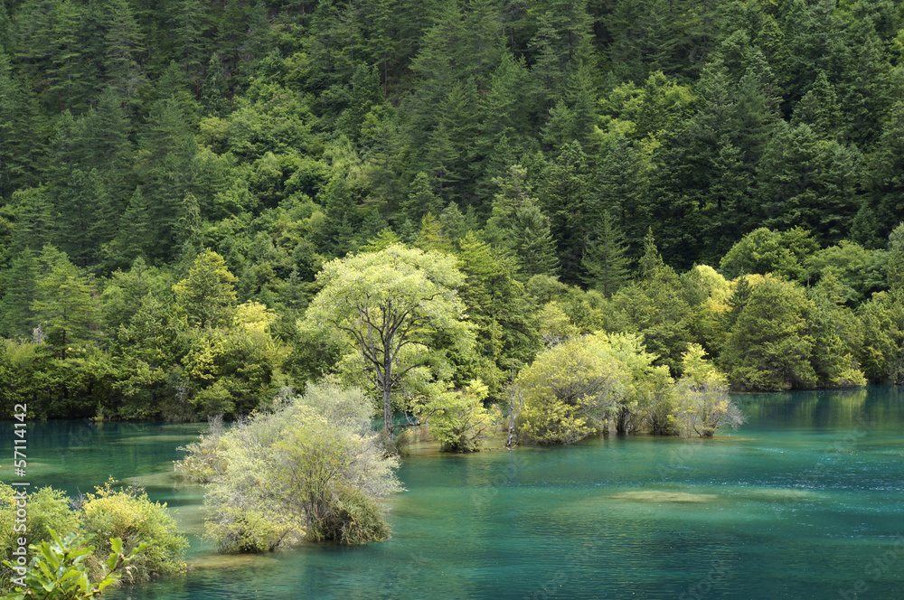 Green trees and blue water