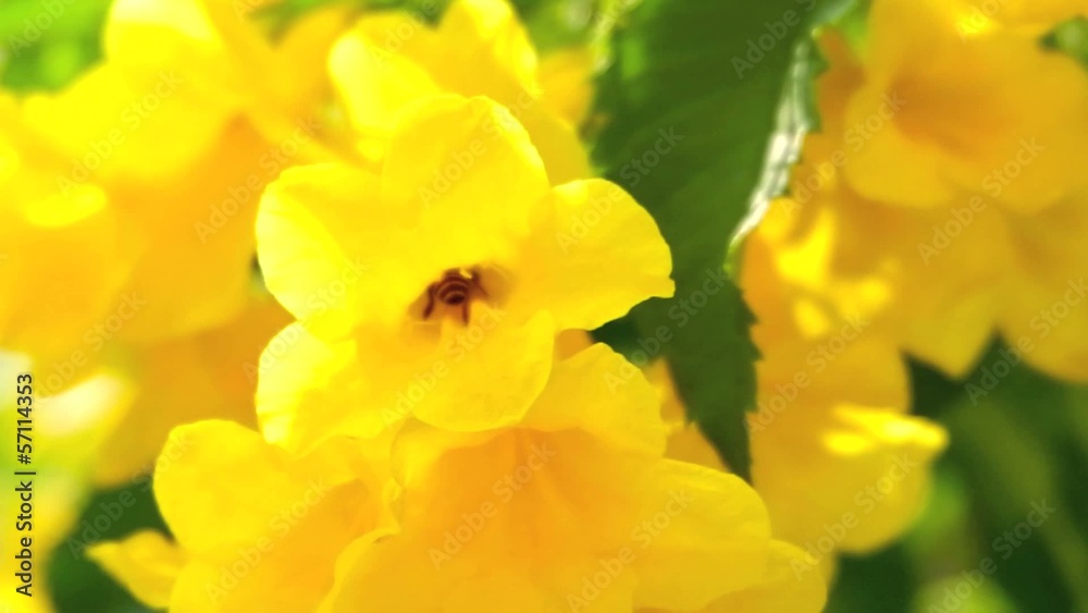 Bee pollinating Yellow Trumpet flower Bee pollinating Yellow Trumpet flower