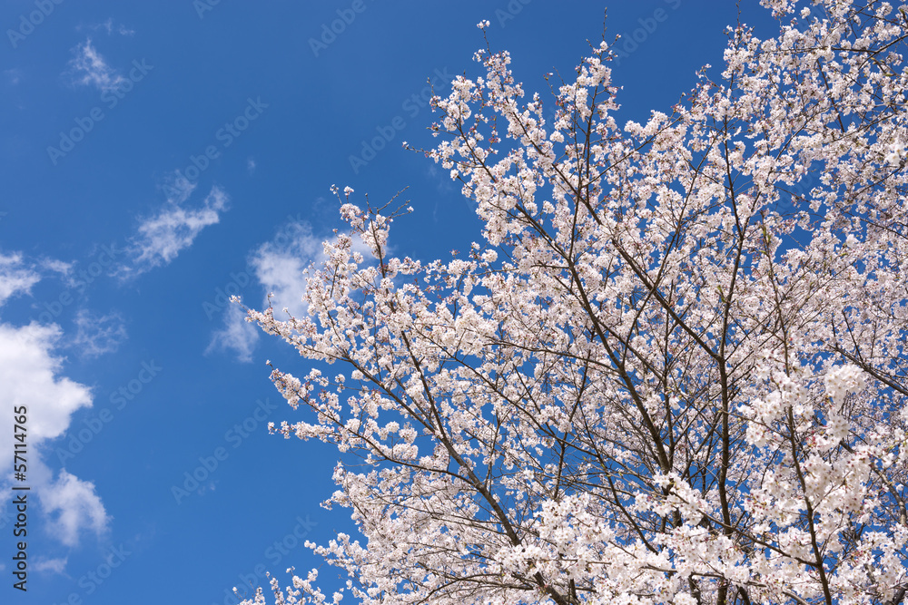 満開のソメイヨシノの花と青空