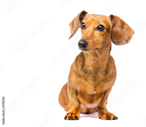 Dachshund Dog