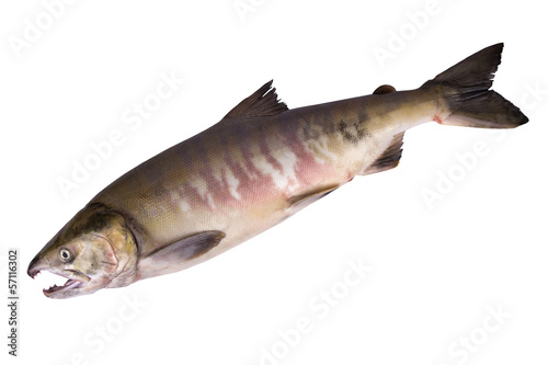 siberian salmon