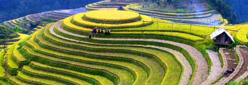 Terraced rice fields #57116304