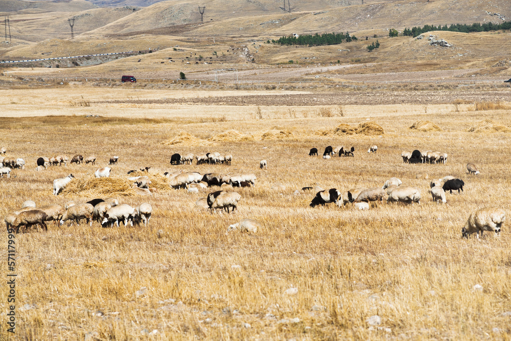 herd of sheep grazing on mountail plateau