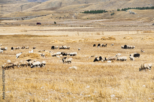 herd of sheep grazing on mountail plateau