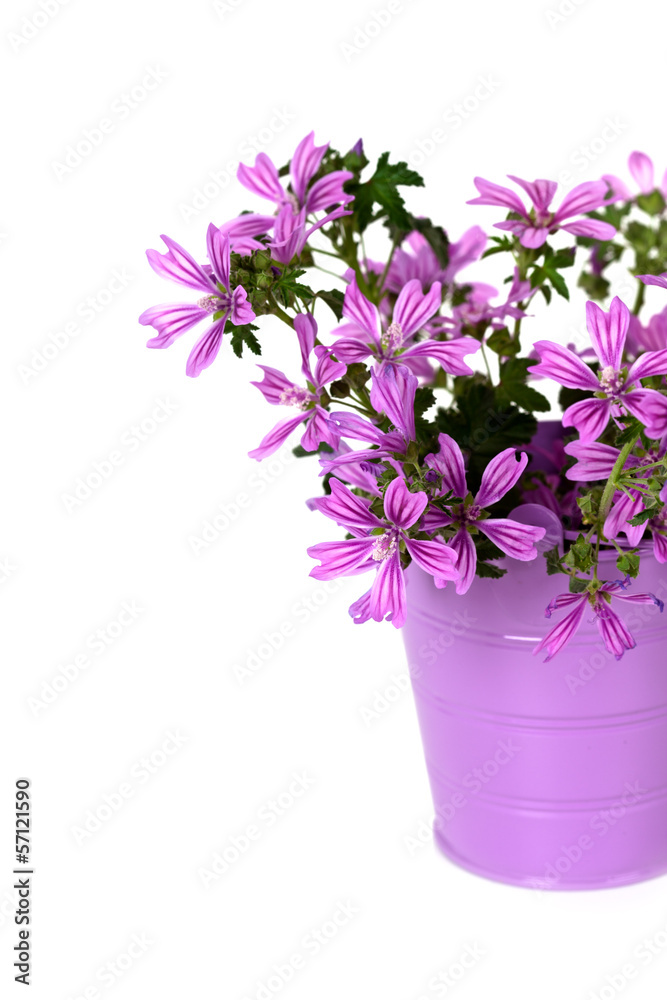 Fototapeta premium wild violet flowers in bucket